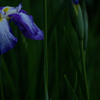 77Flower. iris