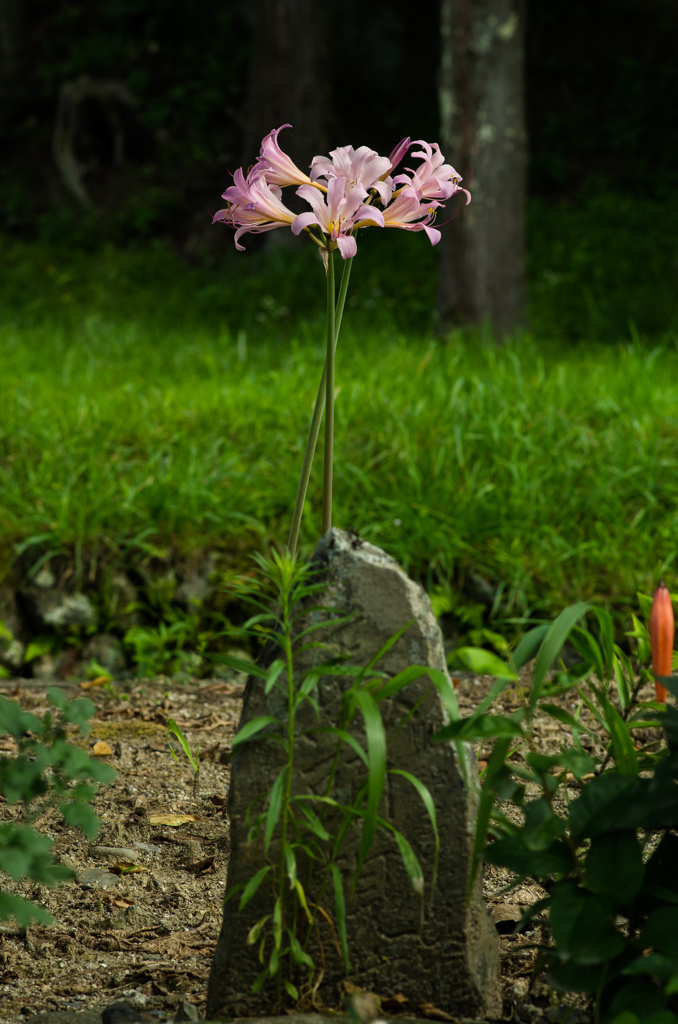 遠野　～捧ぐ～