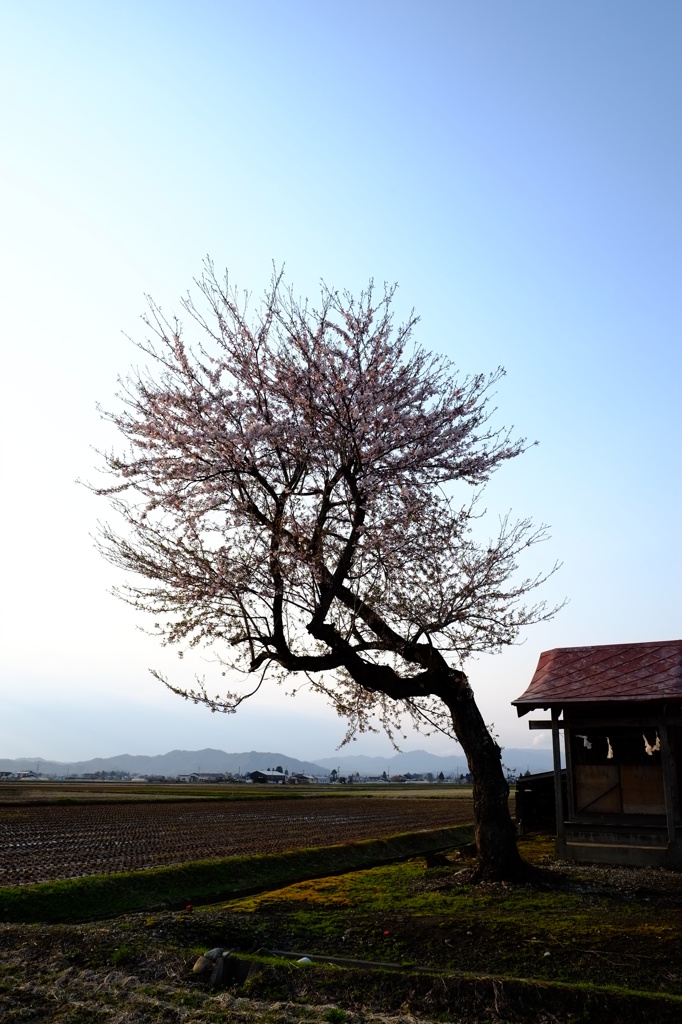 郷桜