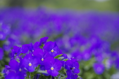 77flower