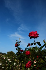 秋空