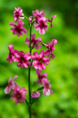 77Flower