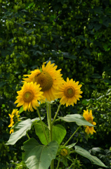 遠野　～夏色ホップ畑～