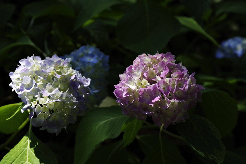天台寺紫陽花