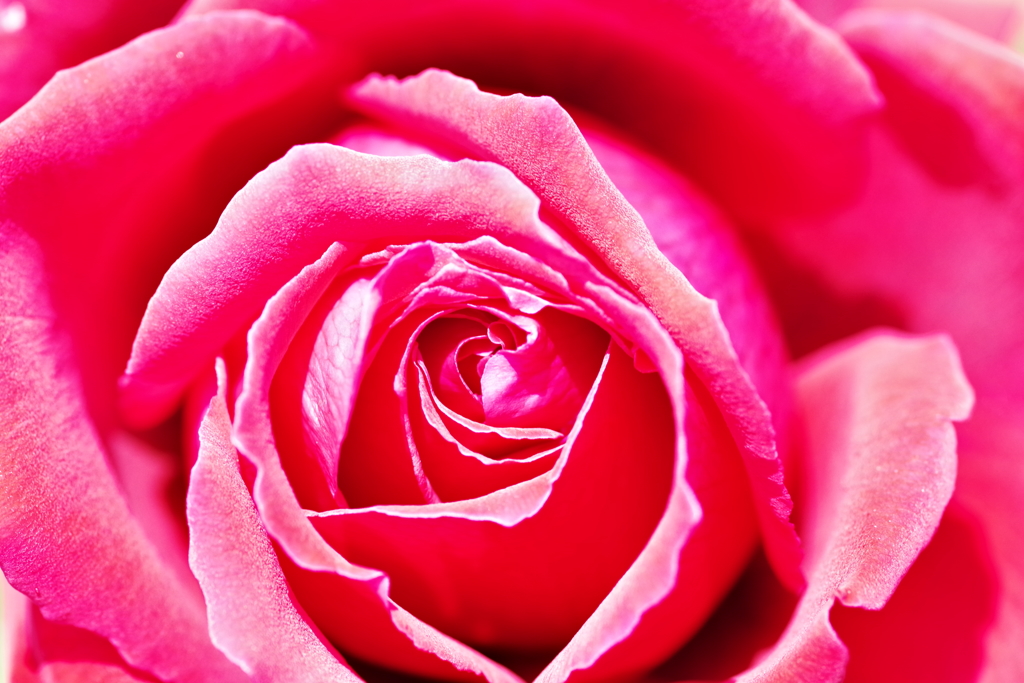 100flower