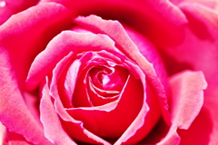 100flower