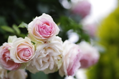 77flower
