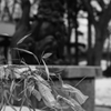 Snap X.  monochrome