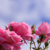 77Flower. sky