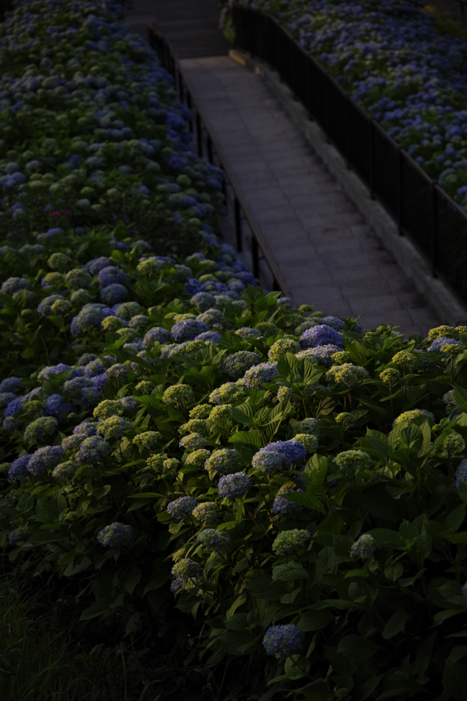 紫陽花ろーど