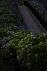 紫陽花ろーど