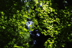 77Green