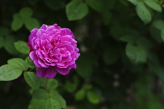 77flower