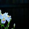Snap X. flower