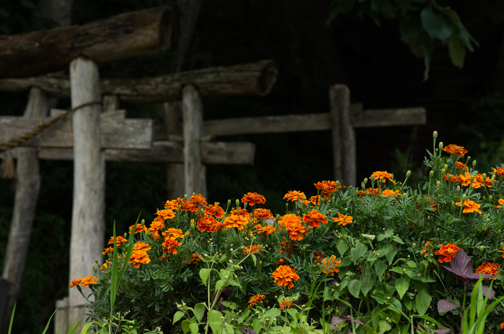 遠野　～山神の庭～
