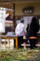 参道に可憐