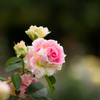 77Flower. presence