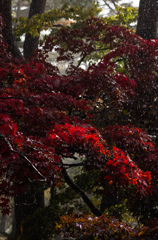 豪雨