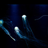 その他の海の生物