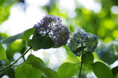 天台寺紫陽花