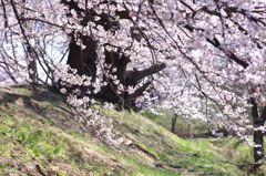 Sakura Roof