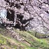 Sakura Roof