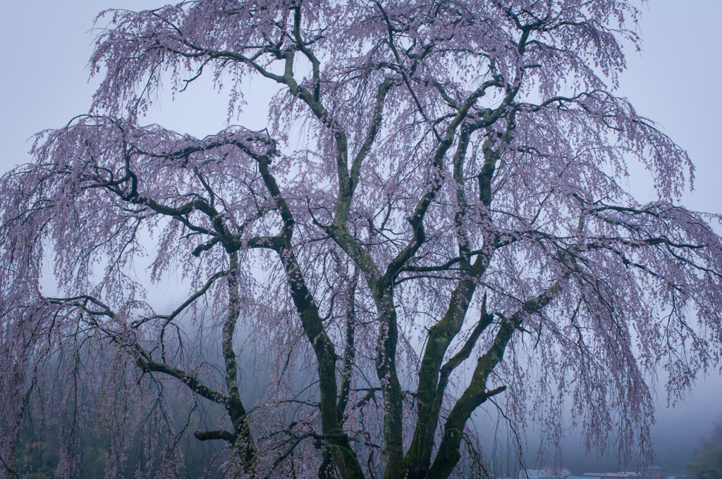 朝靄の桜