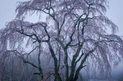 朝靄の桜