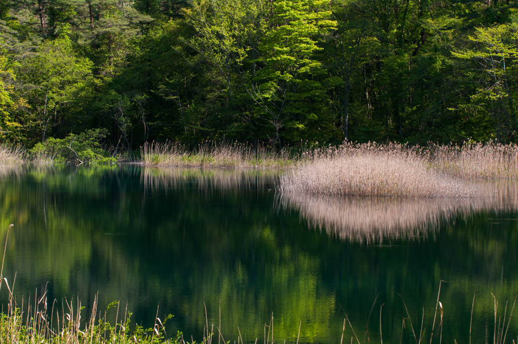 Swamp mirror Ⅱ