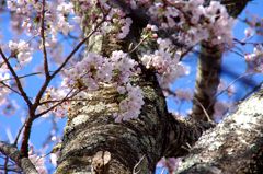 古木桜