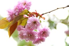 八重桜