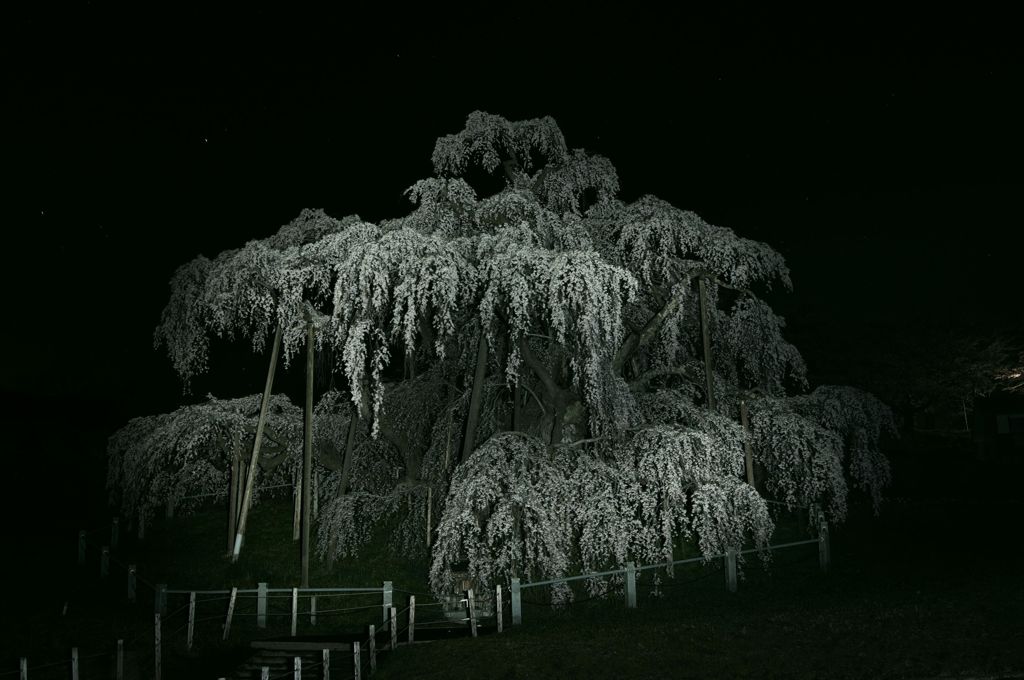 いぶし銀、夜桜