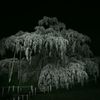 いぶし銀、夜桜