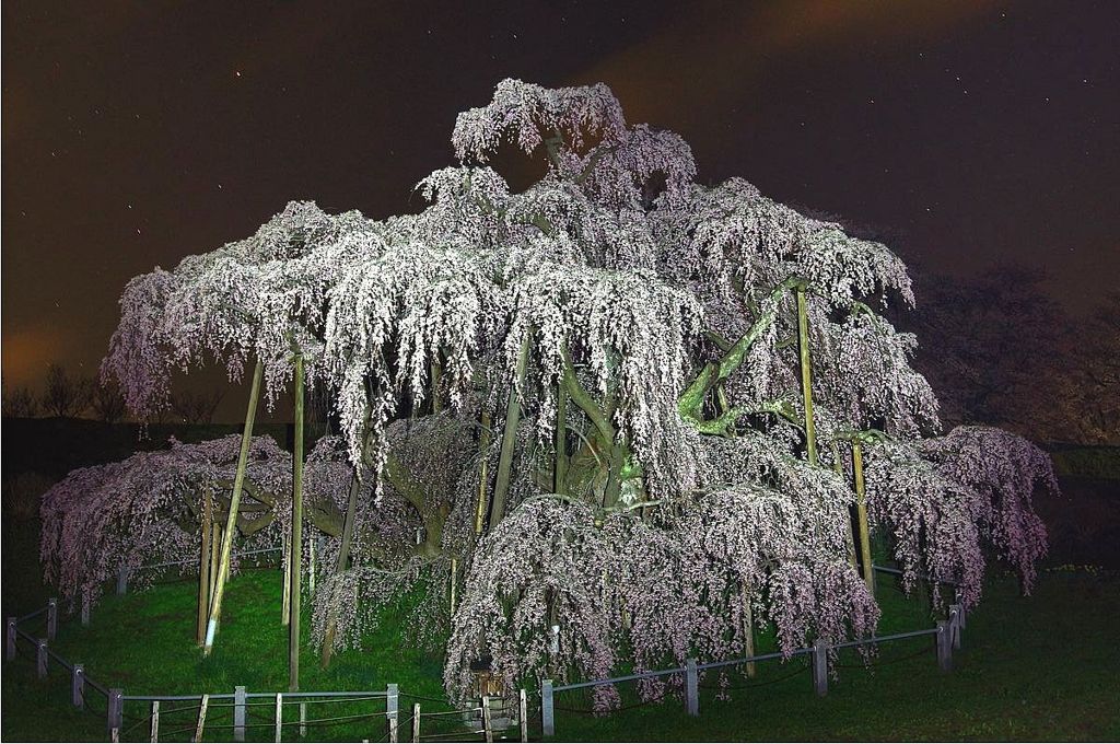 『滝桜』夜