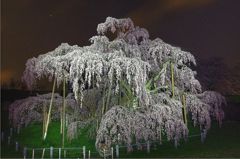 『滝桜』夜