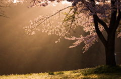 Shining Cherry Blossoms
