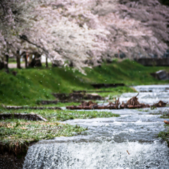 散りゆく桜