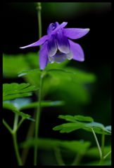 columbine：オダマキ