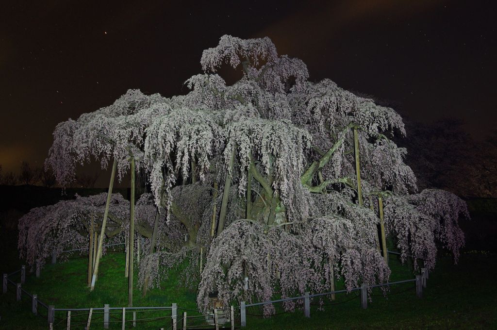 滝桜