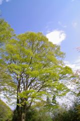 新緑と青空