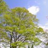 新緑と青空