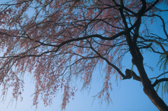 夜明け桜