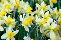 Narcissus