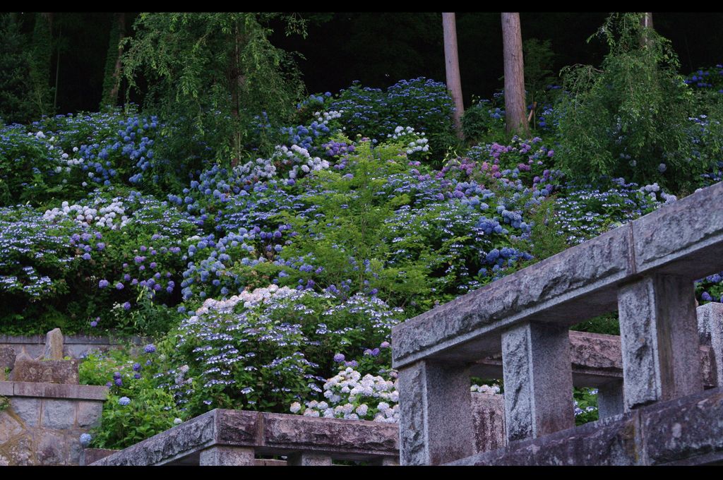 Hydrangea Cemetery