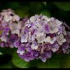 命の移り変わり：夏本番へ