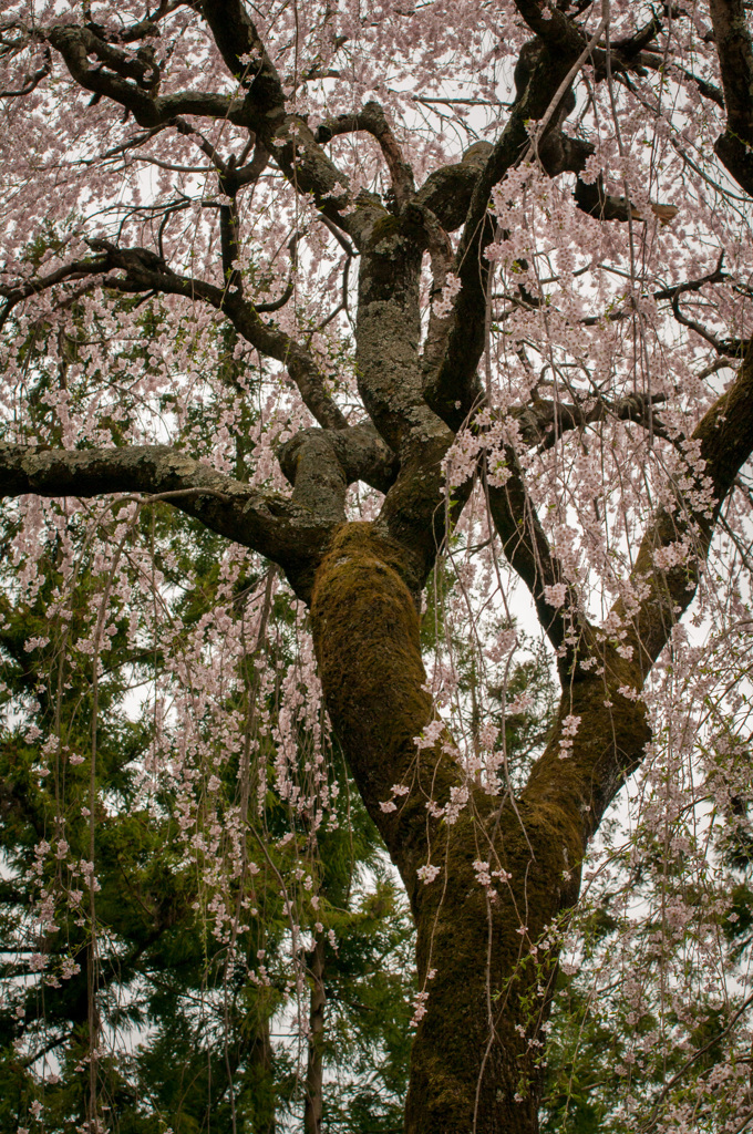 桜の貫禄