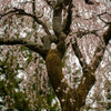 桜の貫禄
