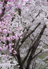 さくら吹雪