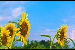夏
