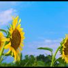 夏
